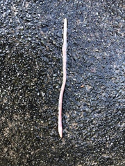 Aporrectodea caliginosa