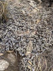 Selaginella peruviana