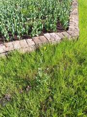 Brassica rapa campestris