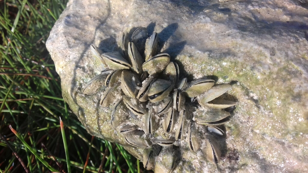 black-striped mussel