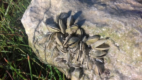 Mytilopsis sallei