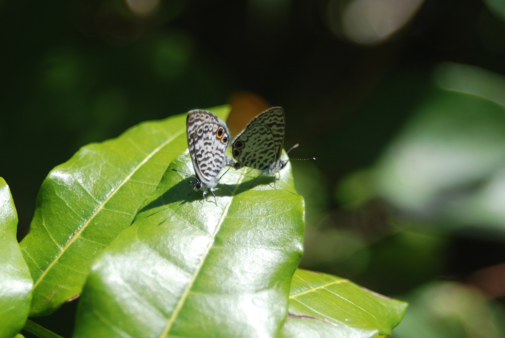 Leptotes theonus