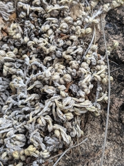 Selaginella peruviana