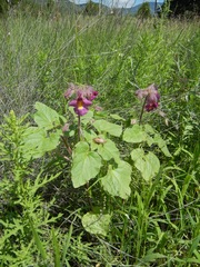 Proboscidea louisianica fragrans