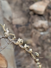 Selaginella peruviana