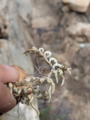 Selaginella peruviana