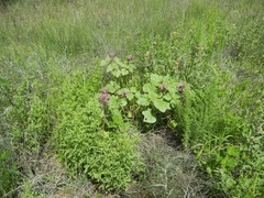 Proboscidea louisianica fragrans