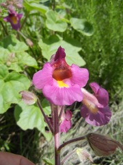 Proboscidea louisianica fragrans
