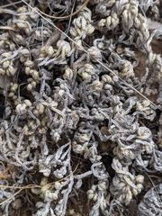 Selaginella peruviana