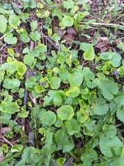 Viola odorata