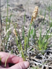 Carex meadii