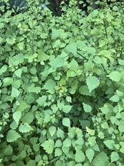 Plectranthus saccatus