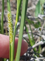 Carex meadii
