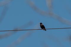 Sturnus vulgaris