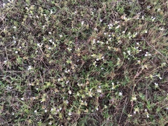 Richardia grandiflora