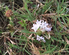 Richardia grandiflora