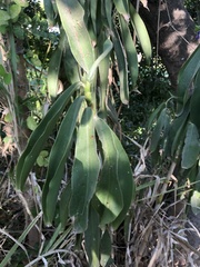 Costus allenii