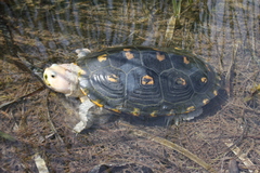 Malaclemys terrapin macrospilota