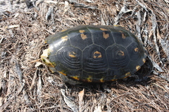 Malaclemys terrapin macrospilota