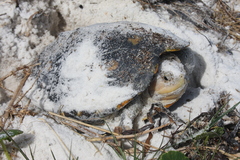 Malaclemys terrapin macrospilota