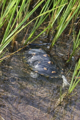 Malaclemys terrapin macrospilota