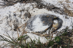 Malaclemys terrapin macrospilota