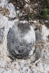 Malaclemys terrapin macrospilota