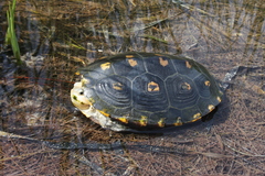 Malaclemys terrapin macrospilota