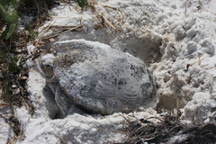 Malaclemys terrapin macrospilota