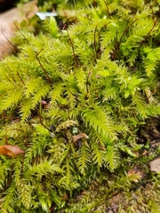 Herzogiella seligeri