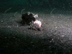 Mexichromis multituberculata