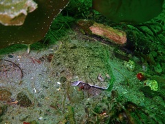 Lepidopsetta