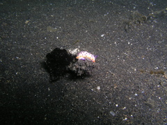 Mexichromis multituberculata