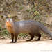 Ruddy Mongoose - Photo (c) pfaucher, some rights reserved (CC BY-NC), uploaded by pfaucher