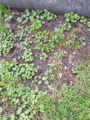 Geranium sibiricum