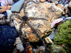 Ophiocoma scolopendrina