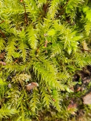 Herzogiella seligeri