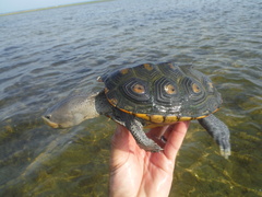 Malaclemys terrapin macrospilota
