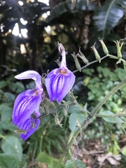Brillantaisia