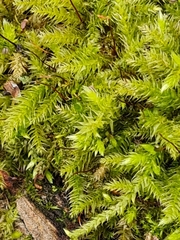 Herzogiella seligeri