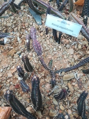 Kleinia stapeliiformis