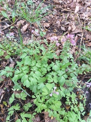 Corydalis solida