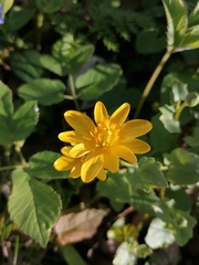 Ficaria verna