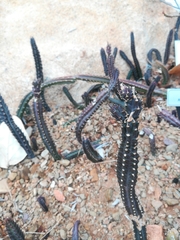 Kleinia stapeliiformis