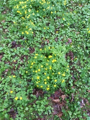 Anemonoides ranunculoides