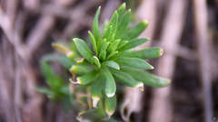 Linaria vulgaris