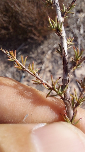 Image of Cliffortia acockii by (c) Jacques van der Merwe, some rights reserved (CC BY-SA)