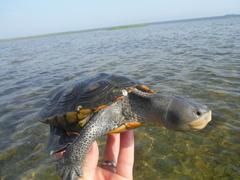 Malaclemys terrapin macrospilota
