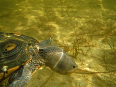 Malaclemys terrapin macrospilota