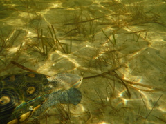 Malaclemys terrapin macrospilota